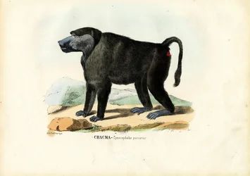 Ursine Baboon, 1863-79